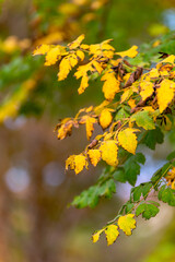 In autumn, the leaves of plants gradually turn yellow and red, displaying colorful and beautiful colors