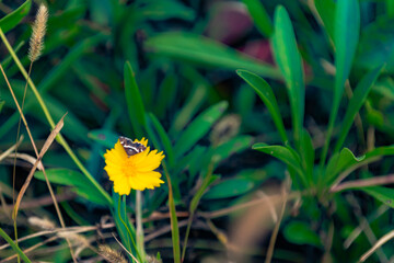 Golden chrysanthemums, chrysanthemums, and black moths grow from the grass in the fields
