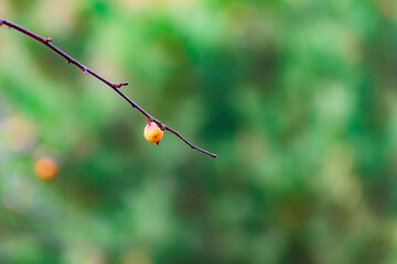Wild small fruits in autumn display a ripe red color