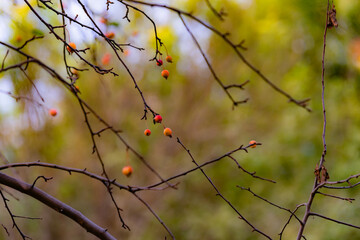 Wild small fruits in autumn display a ripe red color