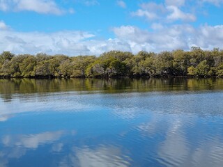 Mangrove trees on the Port River, Adelaide South Australia, under a blue cloudy sky. Beautiful reflection of the clouds in the water