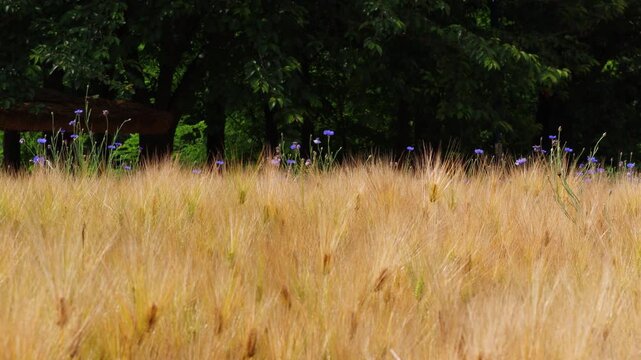 Barley is ripening in the wide fields.넓은 들에 보리가 익어가고있습니다.