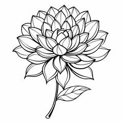 mums flower line art on white background, black and white flower