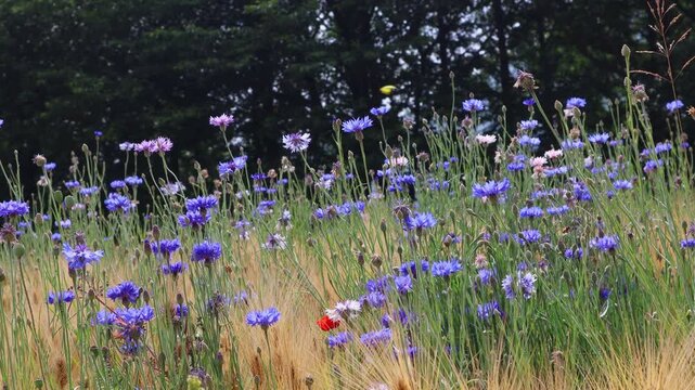 In the fields where barley is ripening, bees flutter over the cornflowers and poppies.보리가 익어가는 밭에 수레국화와 양귀비꽃위로 꿀벌이 날아다닙니다.