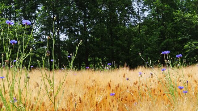 In the fields where barley is ripening, bees flutter over the cornflowers and poppies.보리가 익어가는 밭에 수레국화와 양귀비꽃위로 꿀벌이 날아다닙니다.
