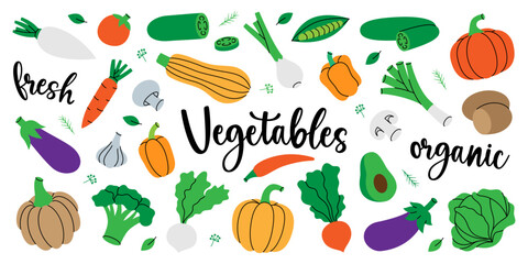 Vegetables set. Natural vegetarian foods. Chili pepper, carrot, tomato, mushroom, bell pepper, avocado, pumpkin, broccoli, cabbage, turnip, eggplant