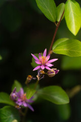 Obraz premium pink flower