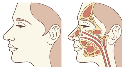 Facial Anatomy Illustration Head Profile Side View Muscles Glands Medical Diagram Human Anatomy Healthcare Education Science Biology Physiology Anatomy Chart Medical Illustration Ve.