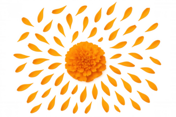 Marigold flower centerpiece deconstructing into numerous petals creating a sunburst pattern on transparent background