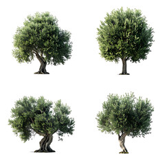 Four images of olive trees with lush green foliage isolated on a black background
