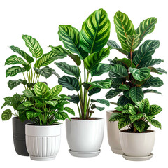 Group of potted houseplants with diverse leaf patterns, set against a transparent background