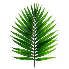 Lush green palm frond with symmetrical leaflets against a stark black background