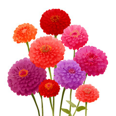 Watercolor illustration of colorful zinnia flowers in bloom isolated on transparent background
