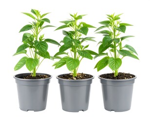 Three small chili plants in gray pots