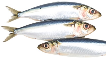 Three whole sardines arranged, against a white background