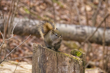 Red Squirrel on a Tree Stump