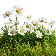 Close-up of a cluster of daisies with white petals and yellow centers growing in green grass