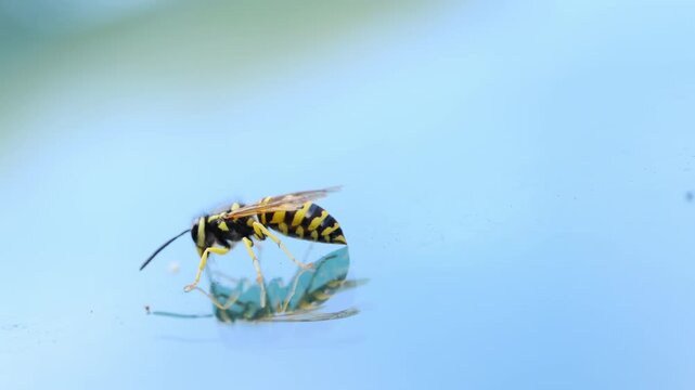 A yellow jacket wasp is shown standing on a smooth, reflective surface against a light blue background. The insect vivid yellow and black stripes are clearly visible