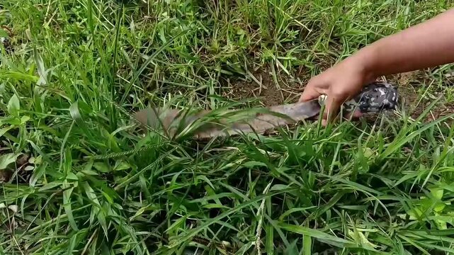 Close-up shot of a person cutting grass manually using a simple machete. Only hands and the tool are visible, showing traditional rural work and manual labor in agriculture. 