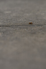 Colorado beetle on a gray tile outdoors.
