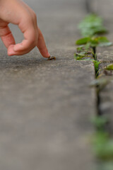 colorado, beetle, gray, tile, outdoors, insect, pest, gardening, nature, wildlife, outdoor, fauna, bug, entomology, surface
