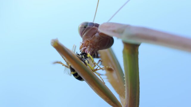 Close up of praying mantis hunting and eating a wasp with a blurred background. insect with sharp forelegs hold bee firmly, predatory nature and survival instincts