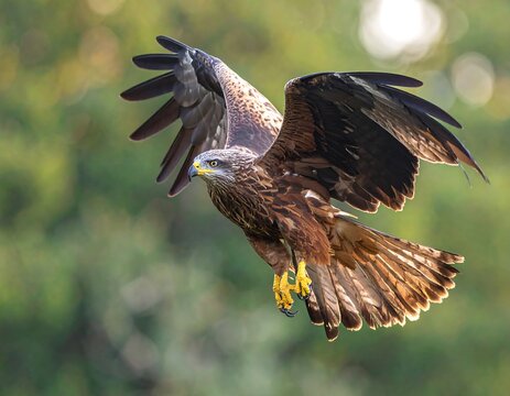 A hawk soars with wings spread, displaying the underwing feathers. The golden claws are prominent as it glides through a verdant forest background