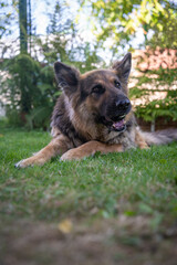 Long-haired German Shepherd with a ball in its mouth on the lawn in the garden.

