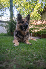 Long-haired German Shepherd with a ball in its mouth on the lawn in the garden.
