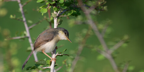 A vibrant Ashy prinia perched calmly on a thin, leafy twig against a vibrant, soft green background.