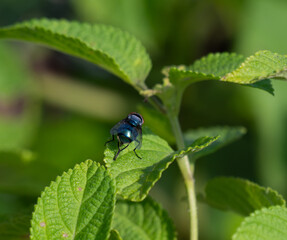 A iridescent metallic blue body and prominent red eyes of a blue bottle fly perched on the textured edge of a vibrant green leaf, with a softly blurred green background.
