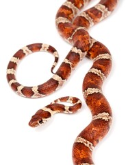 Two snakes, one large, one small, against a white background