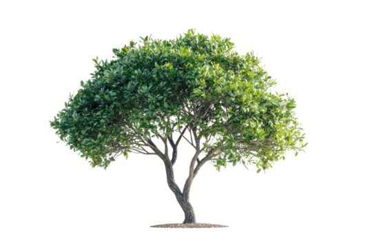 Lush green tree with a full canopy perfect for nature themed designs on transparent background