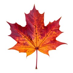 Vibrant autumn maple leaf (3)
