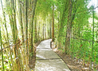Bamboo plants growth at the garden