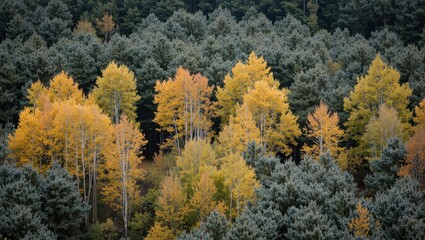 Fototapeta premium Autumn foliage display forest photography scenic view nature's beauty colorful landscape