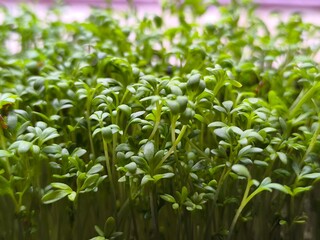 Fresh organic microgreens. Healthy and vegan food concept.