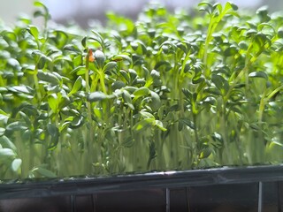 Fresh organic microgreens. Healthy and vegan food concept.