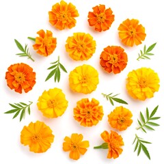 Vibrant marigold flowers arranged in a circle