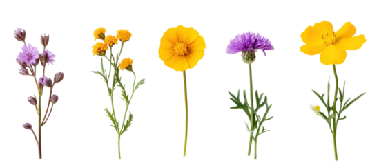Collection of five colorful wildflowers isolated on transparent background