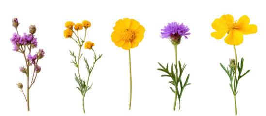 Collection of five different wildflowers isolated on transparent background