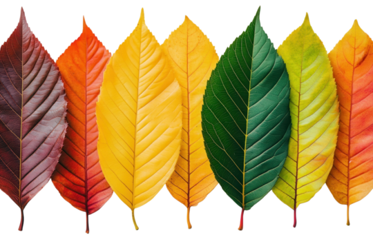 Autumn leaves display vibrant seasonal colors ranging from green to yellow orange and brown on transparent background