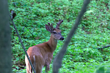 Virginia deer (Odocoileus virginianus) with majestic velvet antlers standing in a sunlit meadow, natural wildlife scene.