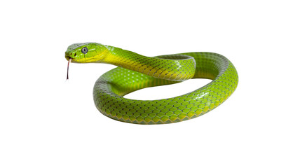 Fototapeta premium Vibrant green viper coiled, flicking tongue, ready to strike