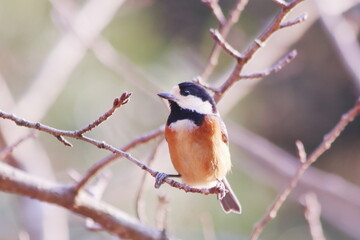 枝にとまる可愛いヤマガラ