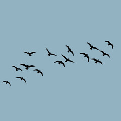 Fototapeta premium Silhouette of Flying Birds in Clear Blue Sky