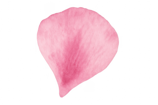 Pink rose petal floating transparent background