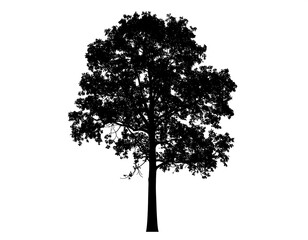 Silhouette of a full tree against a white background