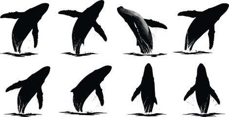 Humpback whale breaching sequence illustration, marine animal silhouette set, ocean wildlife vector design, aquatic nature art, sea life concept 
