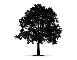 Silhouetted tree against white background
